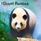 Giant Pandas | 2026 12 x 24 Inch (Hanging) Monthly Square Wall Calendar | Plastic-Free